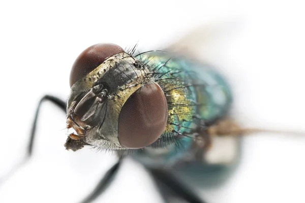 Extreme Sharp Detailed Study Fly Head Stacked — Stock Photo, Image