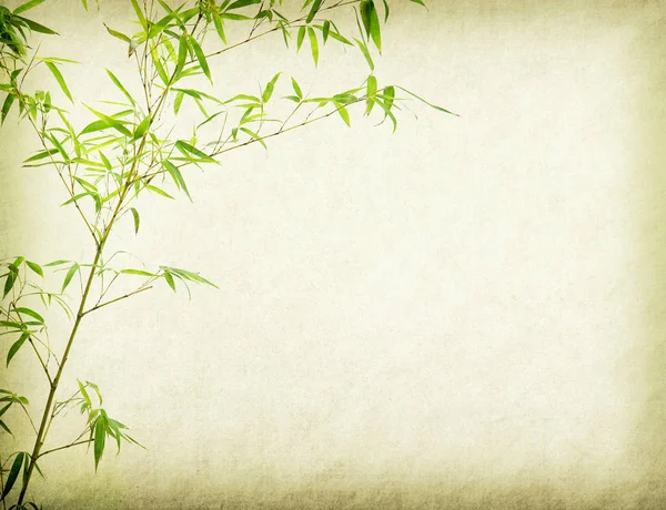 Bambus Auf Altem Grunge Papier Textur Hintergrund — Stockfoto