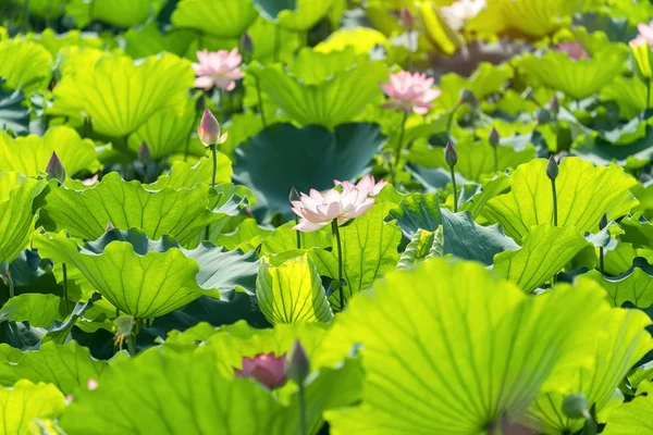 Lotus Waterlelie Bloem Vijver — Stockfoto