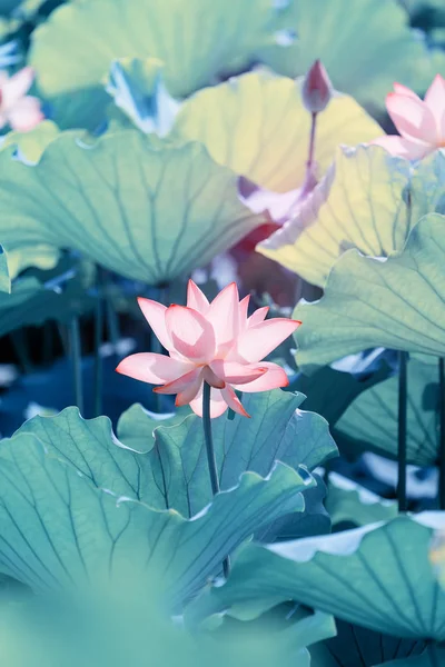 Lotus Waterlilly Flower Pond — Stock Photo, Image