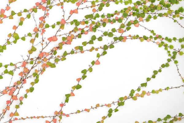 ivy leaves isolated on a white background