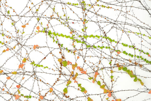 ivy leaves isolated on a white background