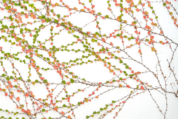 ivy leaves isolated on a white background