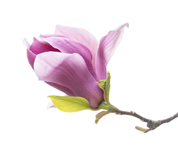 Flores Magnolia Rosa Aisladas Sobre Fondo Blanco —  Fotos de Stock