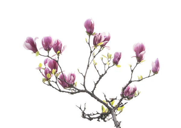 Rosa Magnolia Blommor Isolerad Vit Bakgrund — Stockfoto