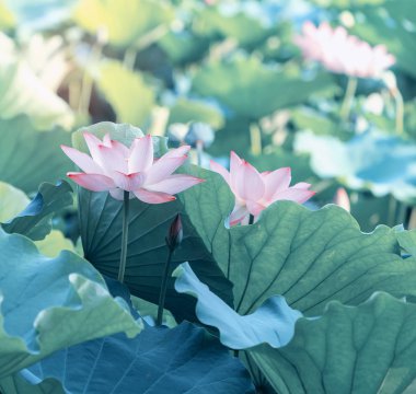 bahçe parkında çiçek açan lotus çiçek