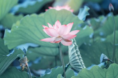 bahçe parkında çiçek açan lotus çiçek