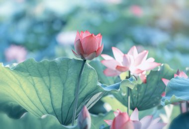 bahçe parkında çiçek açan lotus çiçek
