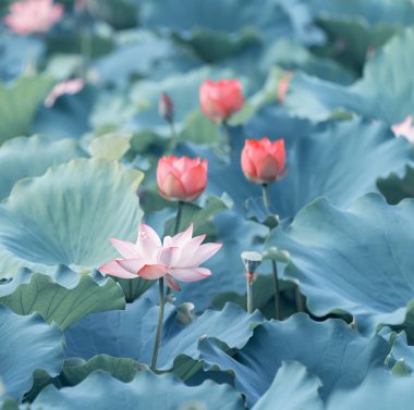 Havuzda çiçek açan lotus veya waterlilly çiçek