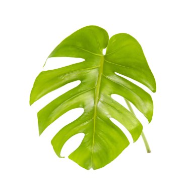 Beyaz arkaplanda canavar yaprağı