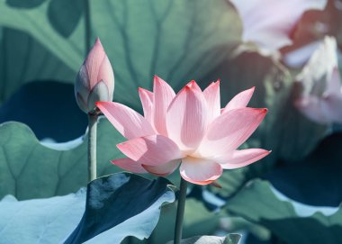 Havuzda çiçek açan lotus veya waterlilly çiçek