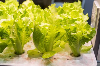 LED Light Indoor çiftliği ve tarım teknolojisi ile organik hidrofonik sebze yetiştiriliyor.