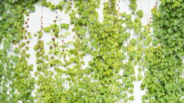 sarmaşık yaprakları beyaz arkaplanda izole edilmiş