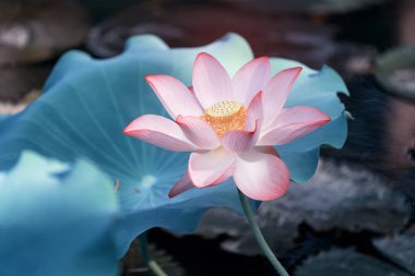 Lotus çiçeği ve lotus çiçek bitki