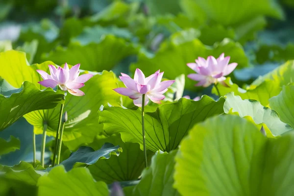Fleur Lotus Fleurs Dans Parc Jardin — Photo