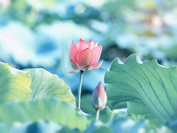 庭の公園で蓮の花を咲かせる — ストック写真