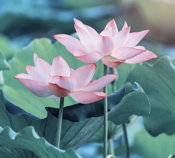 Blommande Lotusblomma Garden Park — Stockfoto