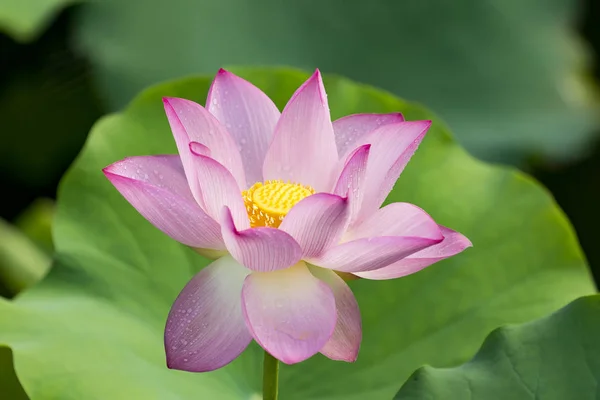 Blommande Lotus Eller Waterlilly Blomma Dammen — Stockfoto