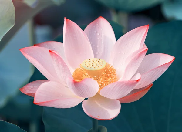 Blommande Lotus Eller Waterlilly Blomma Dammen — Stockfoto