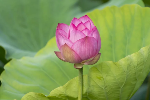 Blooming Lotus Waterlilly Flower Pond — Stock Photo, Image