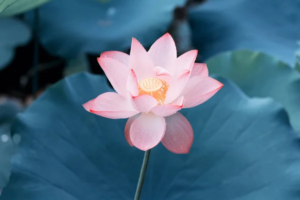 Blommande Lotus Eller Waterlilly Blomma Dammen — Stockfoto