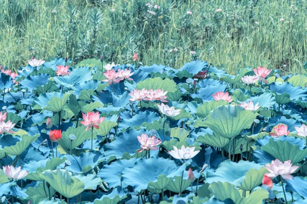 Цветущий Лотос Цветок Ватерлилии Пруду — стоковое фото