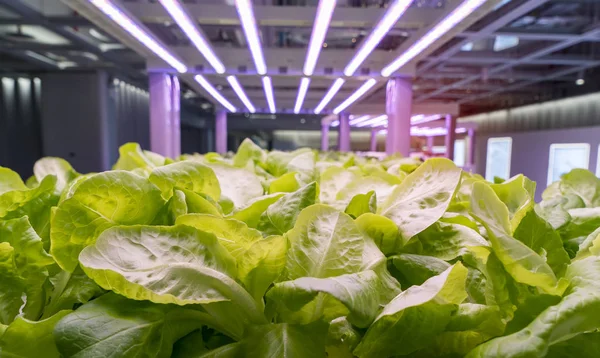 Biologische Hydrocultuur Brassica Chinensis Groente Groeien Met Led Licht Indoor — Stockfoto