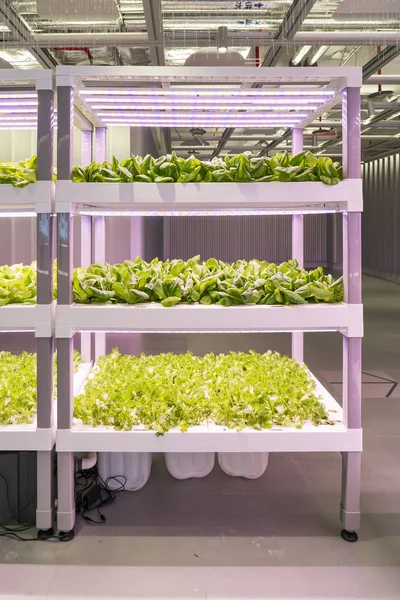 有机水培布拉西卡奇尼西蔬菜种植与Led光室内农场 农业技术 — 图库照片