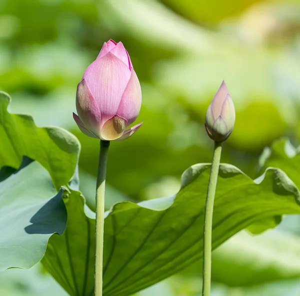 Blooming Lotus Waterlilly Flower Pond — Stock Photo, Image
