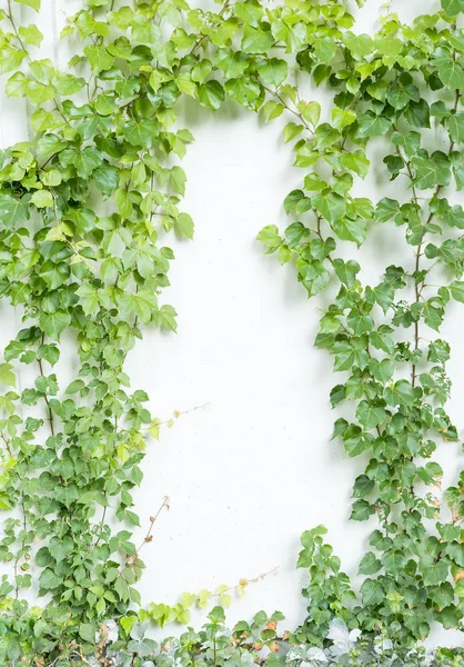 Foglie Edera Isolate Uno Sfondo Bianco — Foto Stock