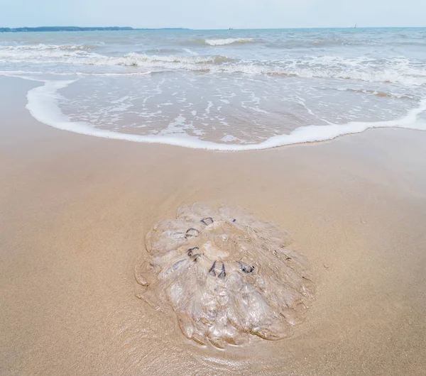 Медузы Мелководье Моря — стоковое фото