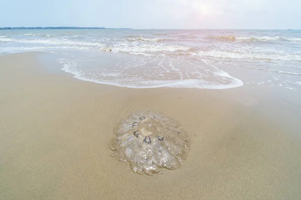 Медузы Мелководье Моря — стоковое фото