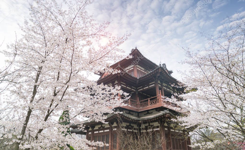 Cherry Blossom with traditional chinese roof in qing long temple,xi an,china.