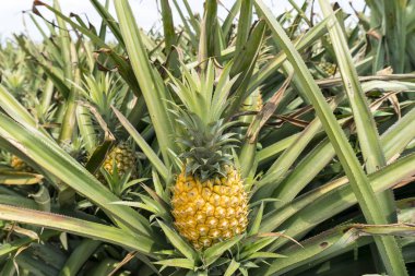 Çiftlikteki ananas meyvesi