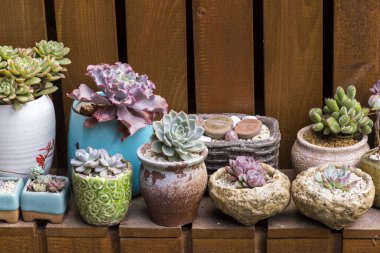  Bahçedeki minyatür sulu bitkiler