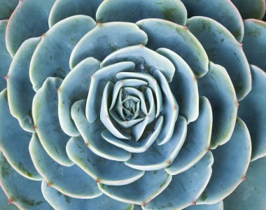  Bahçedeki minyatür sulu bitkiler