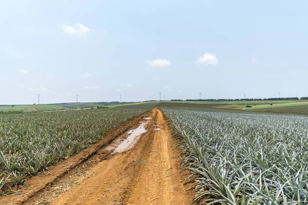 Pineapple Fruit Plantation Farm — Stock Photo, Image