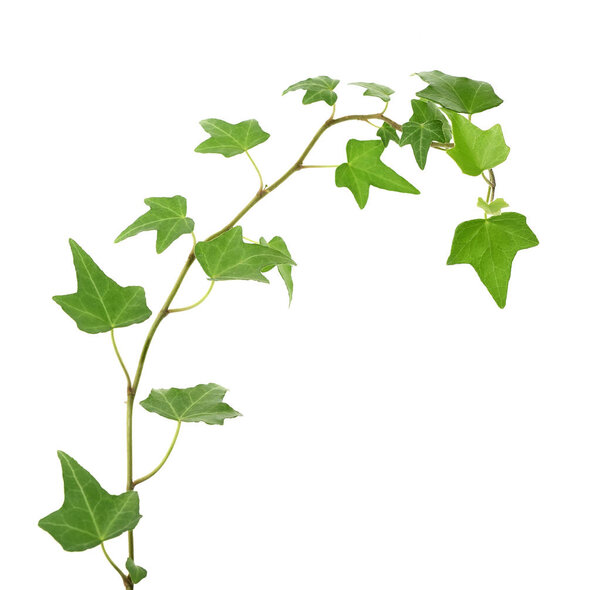 ivy leaves isolated on a white background