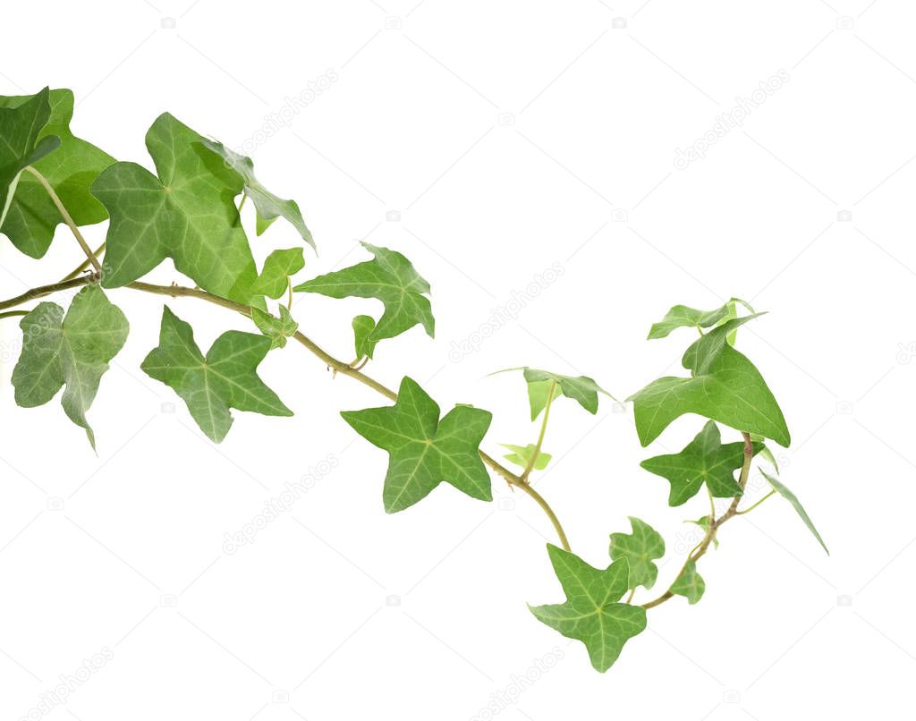 ivy leaves isolated on a white background