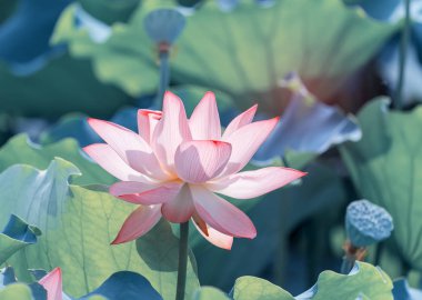 Lotus çiçeği ve lotus çiçek bitki