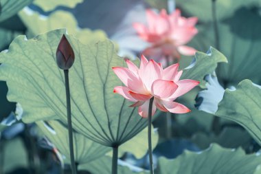 Lotus çiçeği ve lotus çiçek bitki