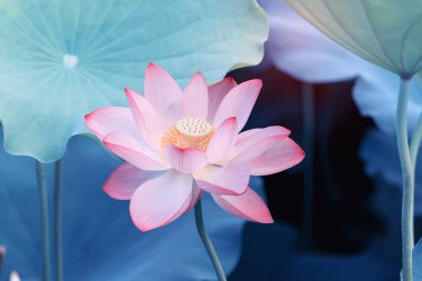 Lotus çiçeği ve lotus çiçek bitki