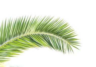 Beyaz arkaplanda izole edilmiş palmiye ağacı