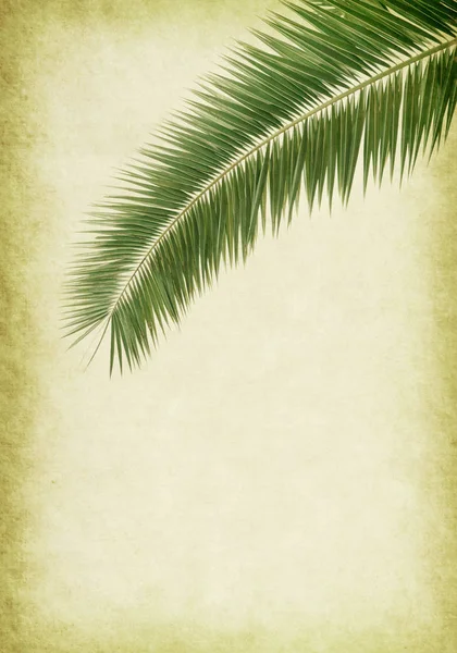 Old Paper Background Palm Leaf — Stock Photo, Image