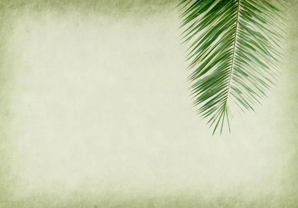 Old Paper Background Palm Leaf — Stock Photo, Image