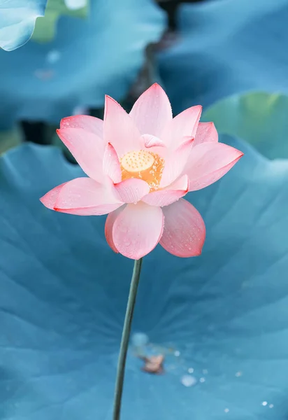 Lotosový Květ Lotus Květ Rostliny — Stock fotografie