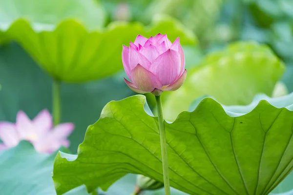 湖に蓮の花を咲かせ — ストック写真