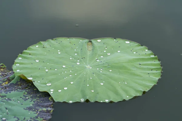 蓮の葉と背景に水滴 — ストック写真