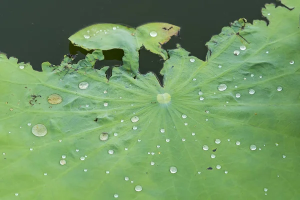 莲叶和背景上的水滴 — 图库照片