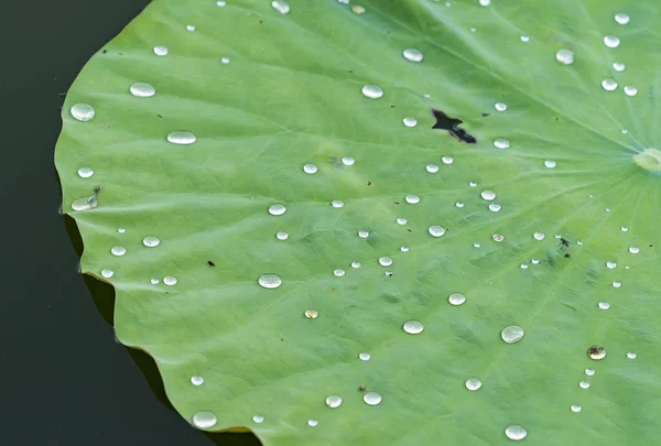 Waterdruppel Lotus Blad Achtergrond — Stockfoto